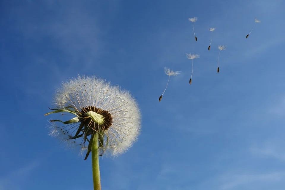 open pollination